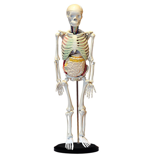 人體體表、人體骨骼與內臟關系模型