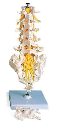 腰骶椎与脊神经模型(骶骨可打开)