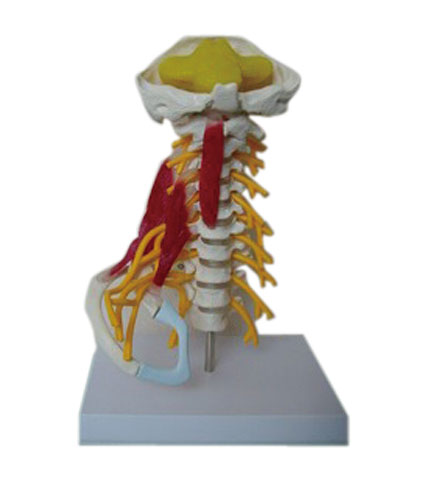 高级颈椎肌肉带脑干附神经模型