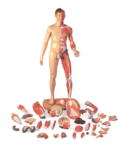 人體全身層次解剖模型