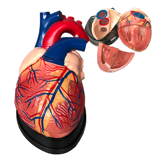 大心脏解剖模型
