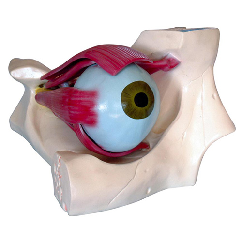 眼解剖模型