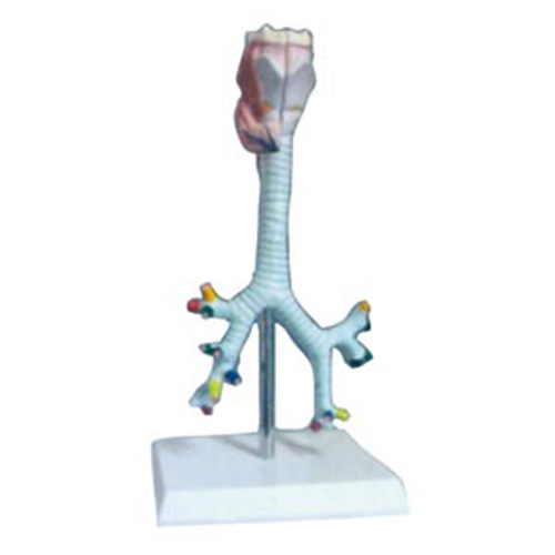 喉、气管、支气管及肺段支气管解剖模型