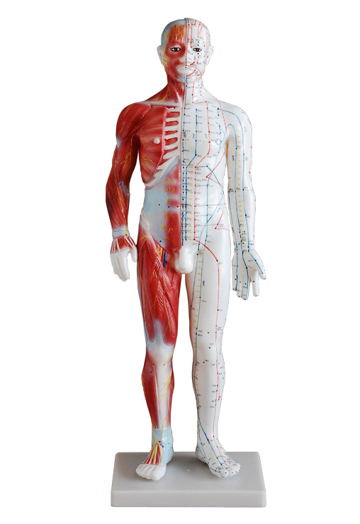 人体针灸模型带肌肉解剖 人体针灸模型--上海中弘科教公司