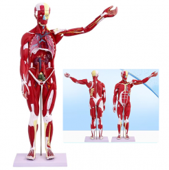 80cm人体全身肌肉附内脏模型（带数字标识）