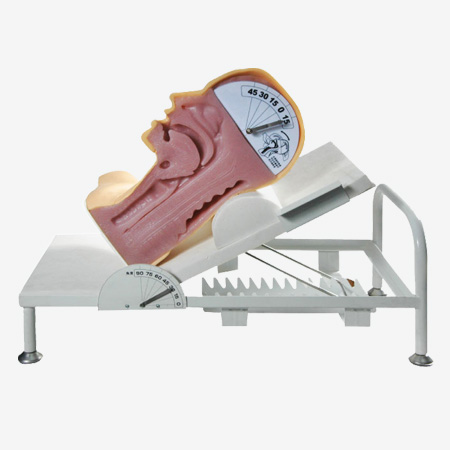 吞咽机制练习模型，吞咽与呼吸机制模型