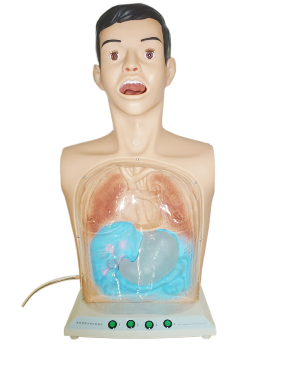 高级透明洗胃训练模型 透明洗胃模型